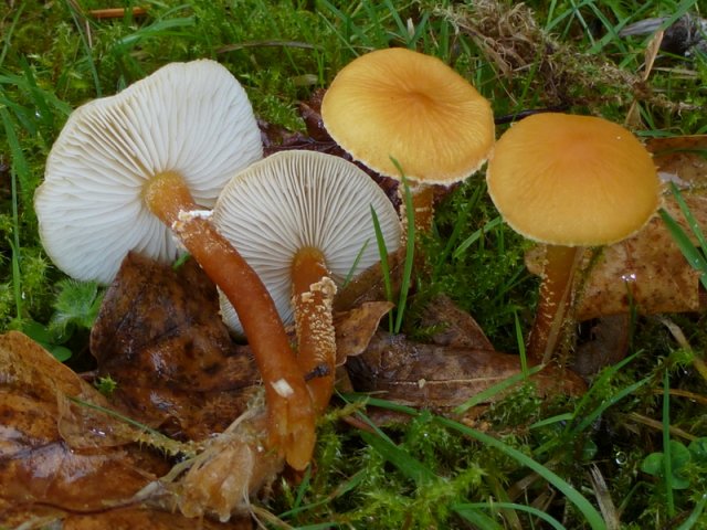 Cystoderma amianthinum, Amianth-Körnchenschirmling